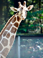 Giraffe, Jethro200.jpg